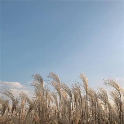北京京郊复垦瘠薄地，种出亩产千斤麦